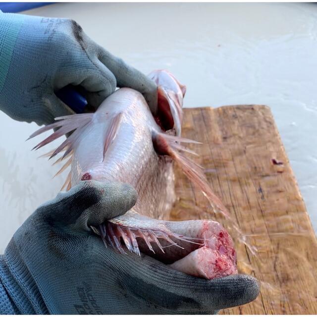 ☆海鮮パックの詰め合わせ☆　鮮魚　海の幸　津本式血抜き　瀬戸内海 食品/飲料/酒の食品(魚介)の商品写真