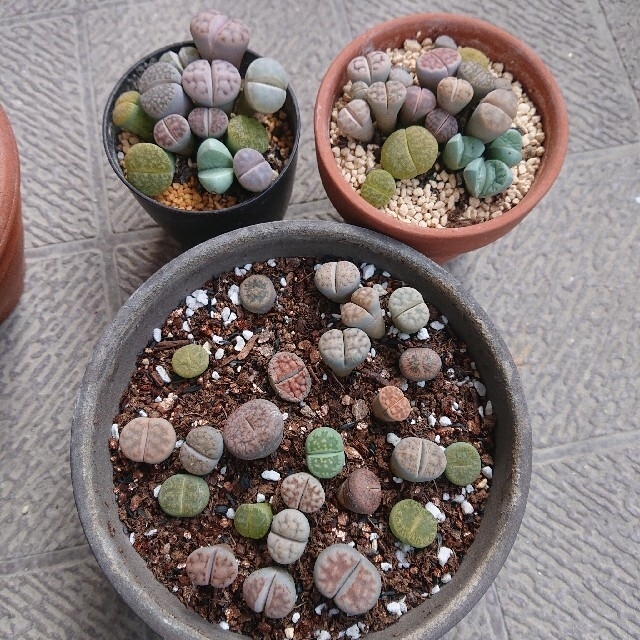 多肉植物 リトープス 巨大苗カラフルセット 写真通り 荒っぽく 多肉植物 リトープス 巨大苗カラフルセット 写真通り 荒っぽく