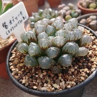 多肉植物🌱ハオルチア🌱紫オブツーサ🌱7cm大株 抜き苗(その他)