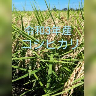 bora様専用です😊コシヒカリ玄米20kg(米/穀物)