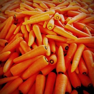 5kg【無農薬・無肥料40年】究め人参 訳あり ニンジン にんじん(野菜)