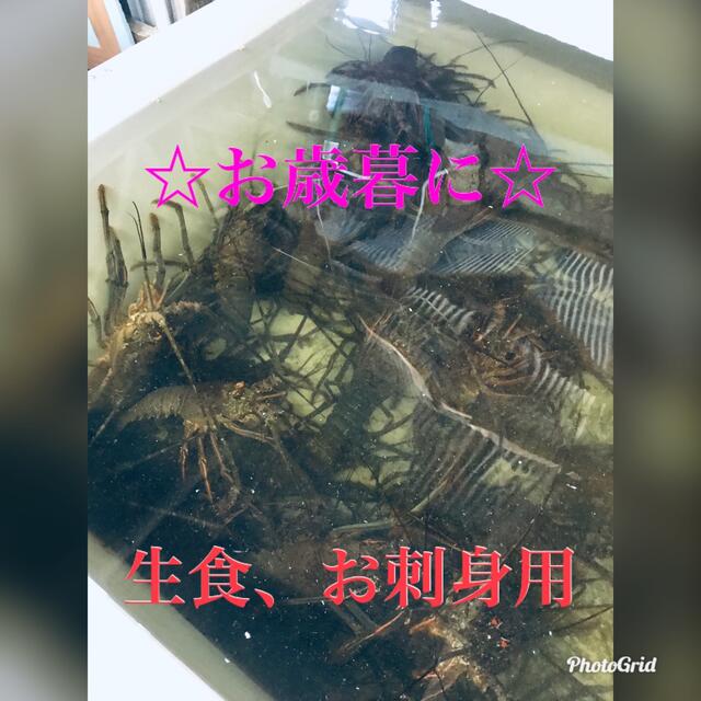 最も優遇の お歳暮 活伊勢海老 訳あり 小1キロ(9匹) 魚介 最も優遇の お歳暮 活伊勢海老 訳あり 小1キロ(9匹) 魚介