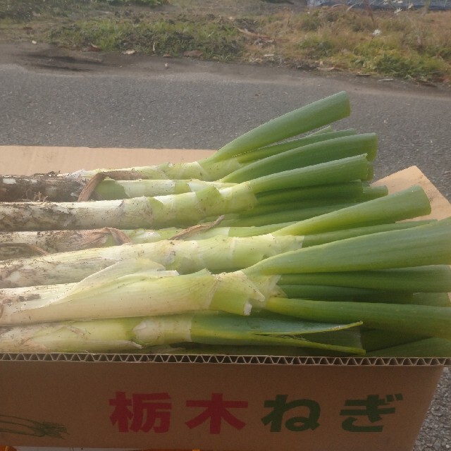 栃木県産 ねぎ 泥つき 13kg 食品/飲料/酒の食品(野菜)の商品写真