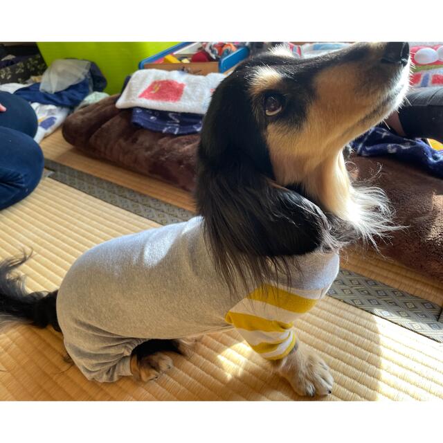 ダックスフンド　洋服　2枚セット　値下げしました！ その他のペット用品(犬)の商品写真