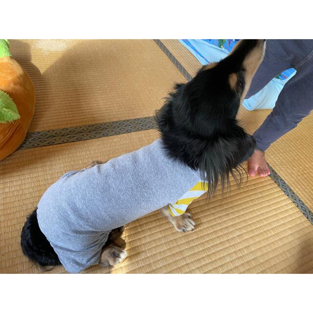 ダックスフンド　洋服　2枚セット　値下げしました！ その他のペット用品(犬)の商品写真