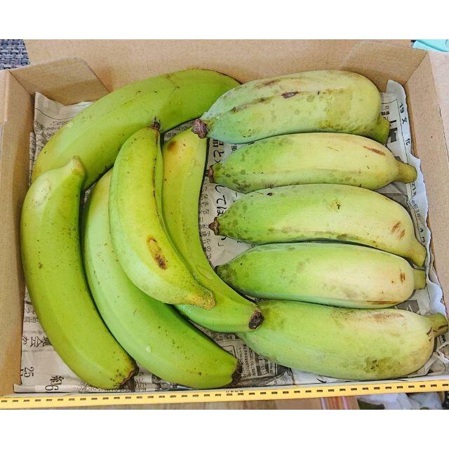特価！沖縄本島北部 やんばる産地直送！　ナムワバナナと島バナナの最強セット！