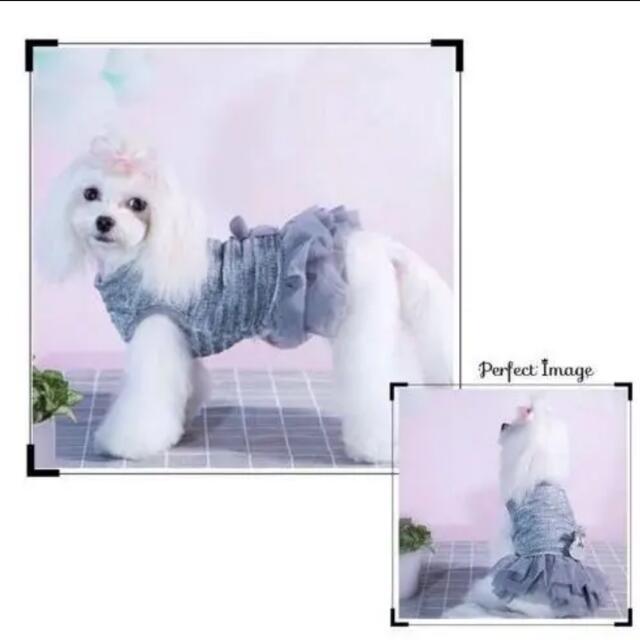 犬服  ピンク XXS  チュール フリルワンピ  ピンク　 その他のペット用品(犬)の商品写真