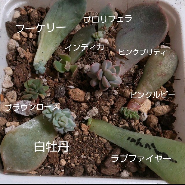 信頼 多肉植物 葉挿しセット 植物/観葉植物