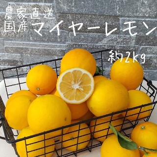 国産マイヤーレモン　約2Kg(フルーツ)