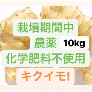 1/19(水)朝収穫！即日発送！キクイモ10kg!【年末年始価格！】(野菜)