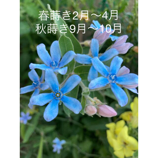✤オキシペタラム  ブルースター花の種100粒✤(その他)