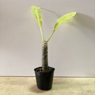 (観葉植物)沖縄から！プルメリアの苗〈送料込み〉(その他)