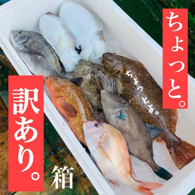 送料込 【訳あり】今治産  鮮魚  詰め合わせ 愛媛県