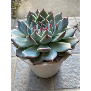 多肉植物 エケベリア 桃太郎 大株 抜き苗での通販 by ふらみんご's