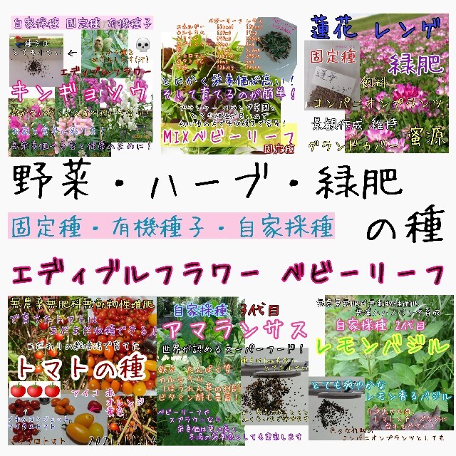 ①野菜 ハーブ 緑肥 ベビーリーフ エディブルフラワー スプラウト 種 種子 無 食品/飲料/酒の食品(野菜)の商品写真