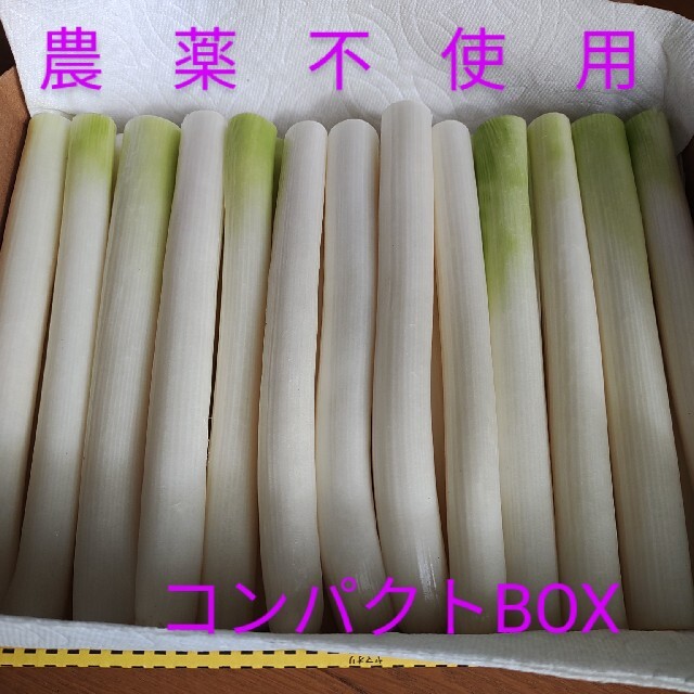 長ネギ☆農薬不使用ねぎ☆(白ねぎ)　　　コンパクトBOX発送 食品/飲料/酒の食品(野菜)の商品写真