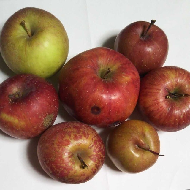 キズ果 青森りんご100サイズ満杯(15キロ) 食品/飲料/酒の食品(フルーツ)の商品写真