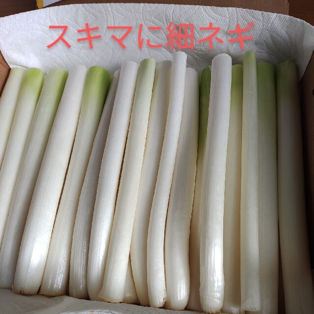 長ネギ☆農薬不使用ねぎ☆白ねぎ　コンパクトBOX発送！！ 食品/飲料/酒の食品(野菜)の商品写真