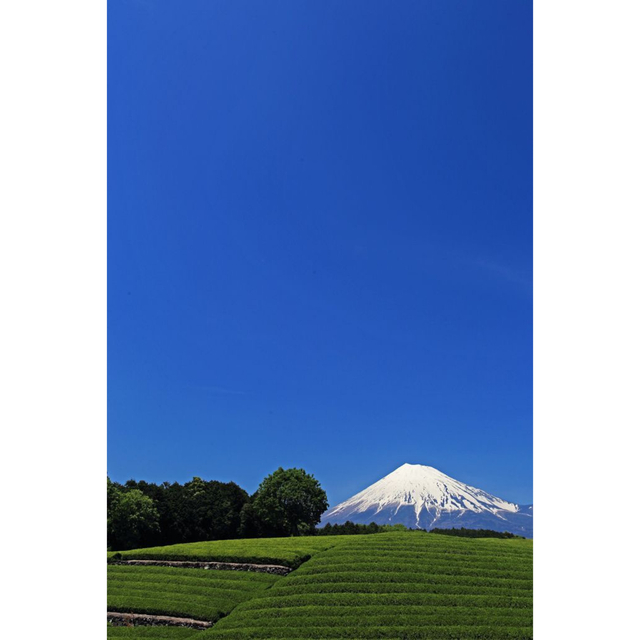 ほんちゃん様専用