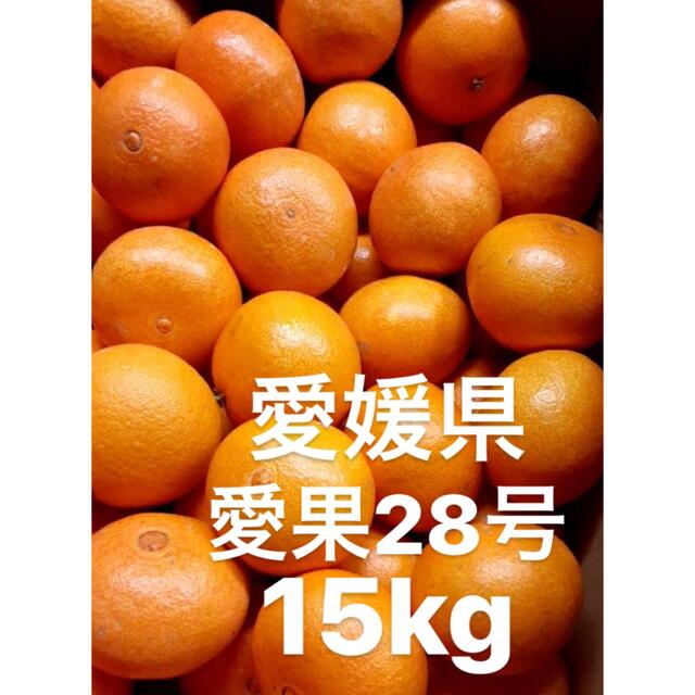 食品愛媛県　愛果28号　15kg