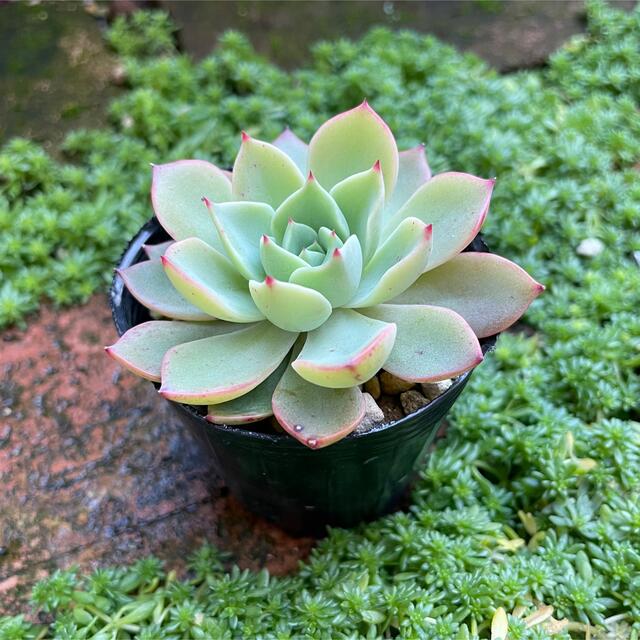 期間限定の激安セール ピンクピンキー錦 エケベリア 多肉植物 韓国苗