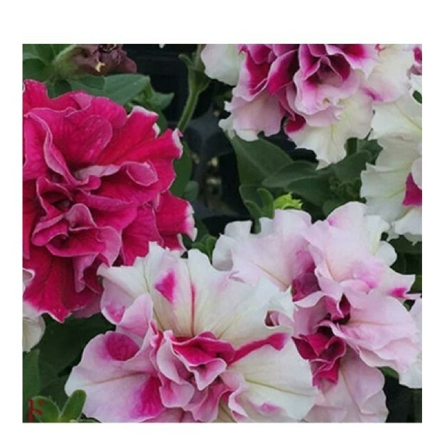 育て方付き❀発芽率高める方法でどうぞ!八重咲きペチュニア♡ローズピルエットの種 ハンドメイドのフラワー/ガーデン(その他)の商品写真