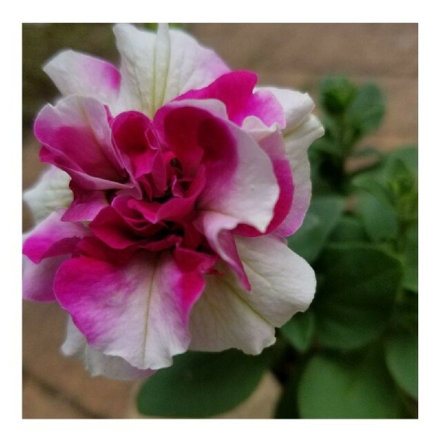 育て方付き❀発芽率高める方法でどうぞ!八重咲きペチュニア♡ローズピルエットの種 ハンドメイドのフラワー/ガーデン(その他)の商品写真