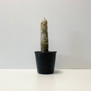 (観葉植物)沖縄から！プルメリアの苗〈送料込み〉(その他)