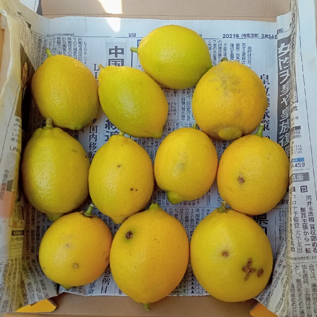 訳あり（B品）→レモン　１.５kg 食品/飲料/酒の食品(フルーツ)の商品写真