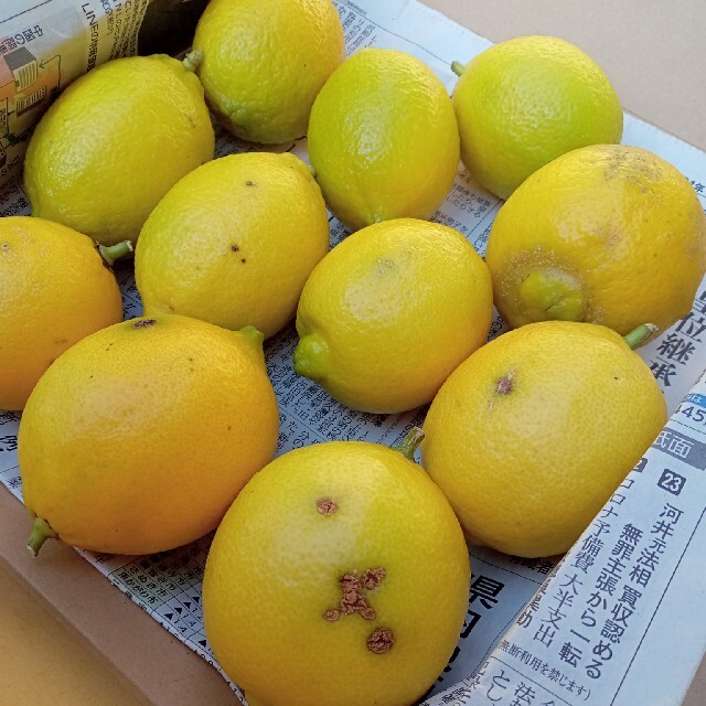 訳あり（B品）→レモン　１.５kg 食品/飲料/酒の食品(フルーツ)の商品写真