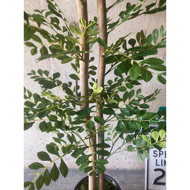 光触媒　人工観葉植物　ウォールグリーン　フェイク　アレンジ　トネリコ128 5