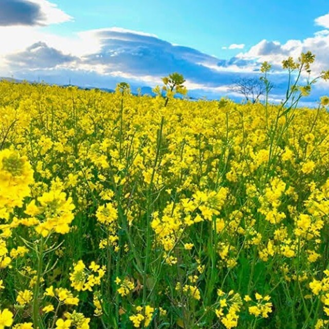 【最安値】菜の花 種 21g（大容量！6300粒以上！）【説明書つき】 ハンドメイドのフラワー/ガーデン(その他)の商品写真