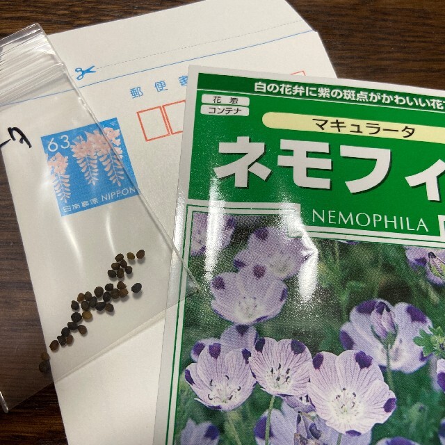 【大人気！お洒落】ネモフィラ マキュラータ、マクラタ 60粒！！【説明書つき】 ハンドメイドのフラワー/ガーデン(その他)の商品写真