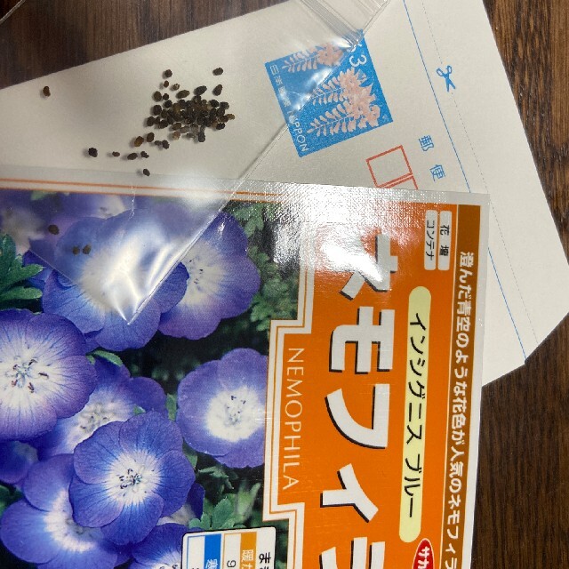 【説明書付き！】ネモフィラ インシグニスブルー 350粒以上！ ハンドメイドのフラワー/ガーデン(その他)の商品写真