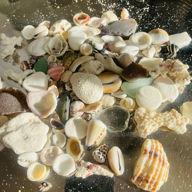 貝殻　シーグラス　珊瑚　海セット　バラエティパック ハンドメイドのインテリア/家具(インテリア雑貨)の商品写真