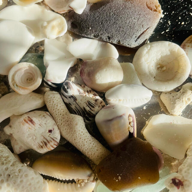 貝殻　シーグラス　珊瑚　海セット　バラエティパック ハンドメイドのインテリア/家具(インテリア雑貨)の商品写真
