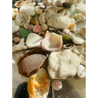 貝殻　シーグラス　珊瑚　海セット　バラエティパック(インテリア雑貨)