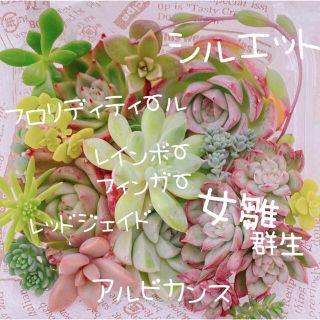 《80》多肉植物 エケベリア 韓国苗セット 寄せ植えにも♡♡(その他)