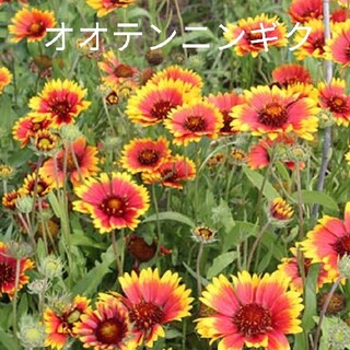 オオテンニンギク 混合 30粒 花種 ガイラルディア(プランター)