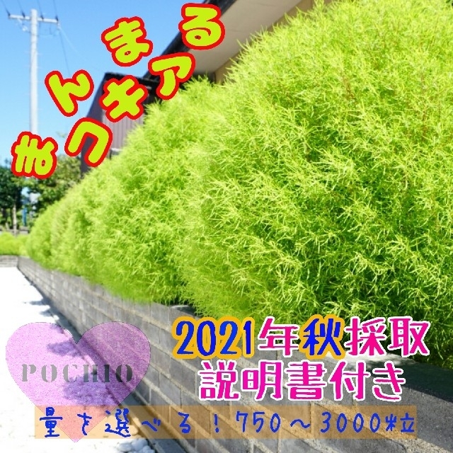コキア種 コキア 種 ☆2 ハンドメイドのフラワー/ガーデン(プランター)の商品写真