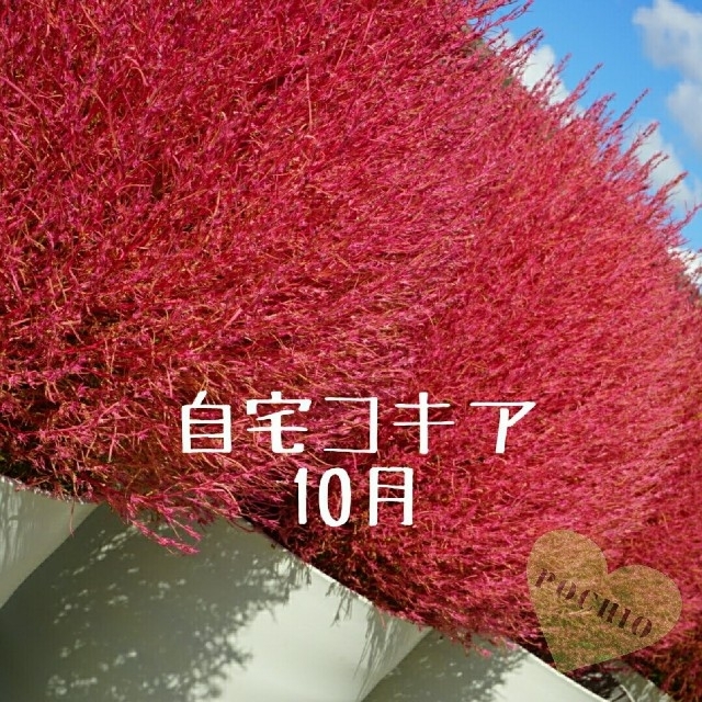 コキア種 コキア 種 ☆2 ハンドメイドのフラワー/ガーデン(プランター)の商品写真