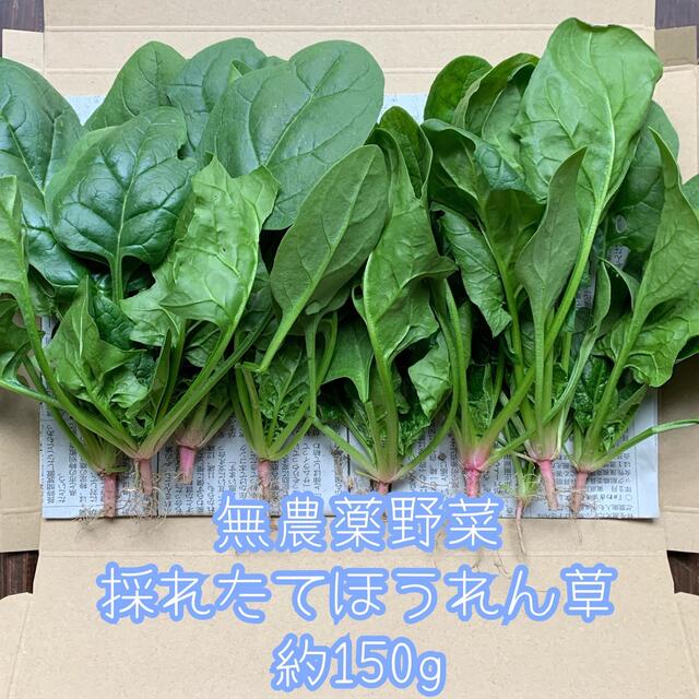 無農薬野菜＊採れたて新鮮ほうれん草＊約150g＊ネコポス✳︎柔らかいです♪ 食品/飲料/酒の食品(野菜)の商品写真