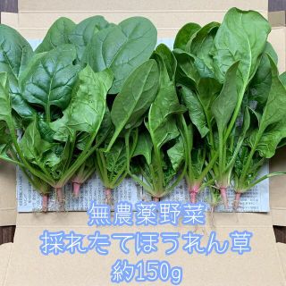 無農薬野菜＊採れたて新鮮ほうれん草＊約150g＊ネコポス✳︎柔らかいです♪(野菜)