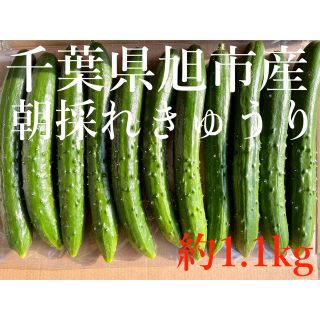 新鮮！朝採れきゅうり　千葉県旭市産(野菜)