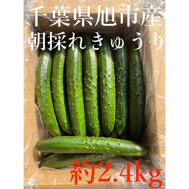 新鮮！朝採れきゅうり 2.4kg 千葉県旭市産 食品/飲料/酒の食品(野菜)の商品写真