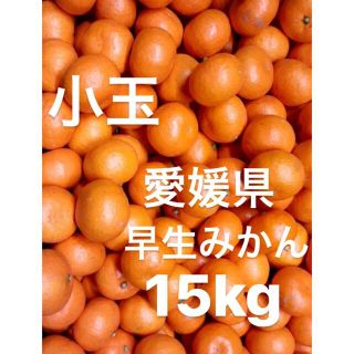 愛媛県　早生みかん　柑橘　15kg(フルーツ)
