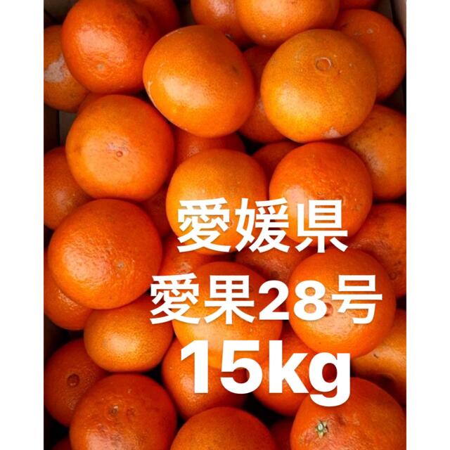 食品/飲料/酒愛媛県　愛果28号　15kg