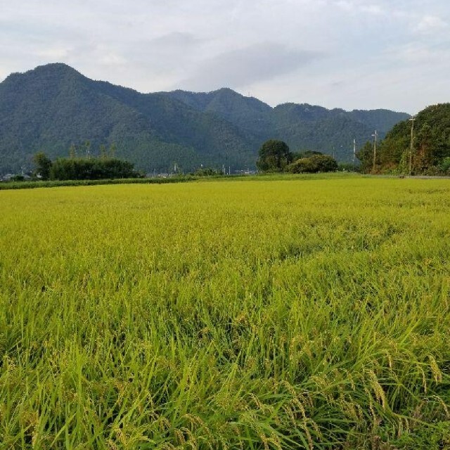 素晴らしい価格 令和4年 兵庫県丹波産 農薬 除草剤不使用 新米