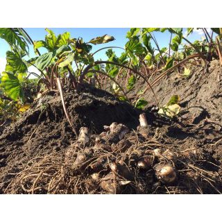 数量限定早い者勝ち！煮物や鍋料理で！伝統的京野菜 海老芋 子芋・孫芋バラ各1kg(野菜)