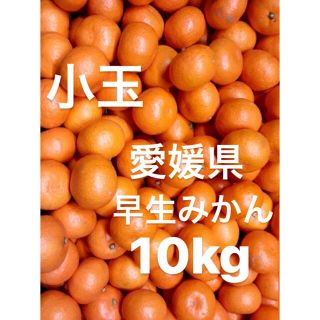 愛媛県産　早生みかん　柑橘　10kg(フルーツ)